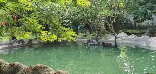  LAGO DOS CISNES