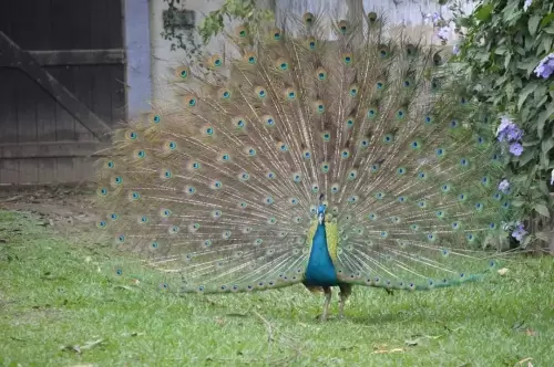  PAVÃO DOM DOM