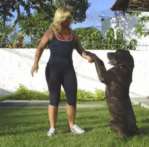 ANOS E ANOS COM MEU AMIGO FILA BRASILEIRO