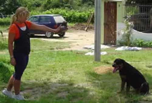 ENSINANDO DA MELHOR FORMA MEUS AMIGOS CANINOS