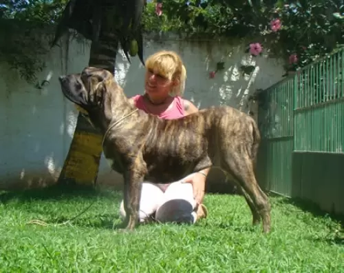 Adestramento com Carinho