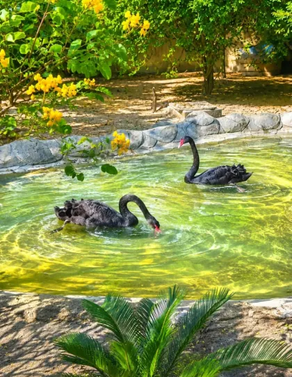 Jardim com lago dos cisnes negros