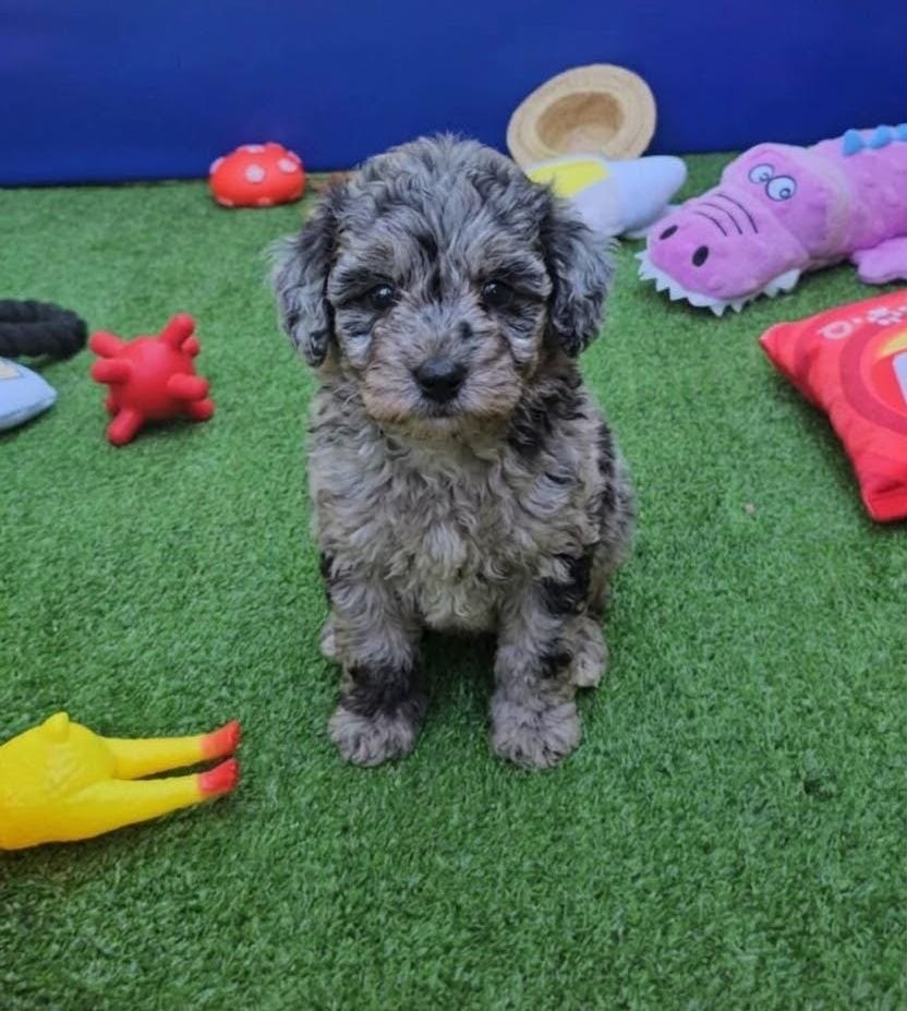 Poodle Toy filhote merle sentado